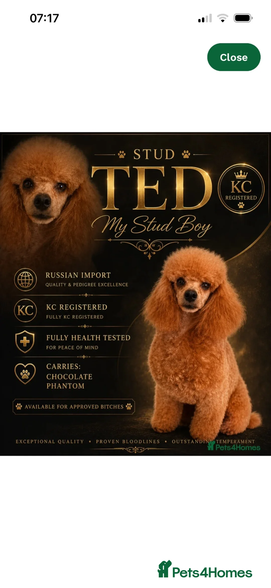 Maltipoo dogs for sale: Stunning little Maltipoo puppies ❤️ - Advert 19