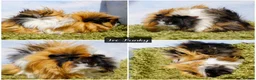 Guinea Pig rodents for sale: Long Haired Baby Guinea Pigs in Roche Cornwall - Advert 12