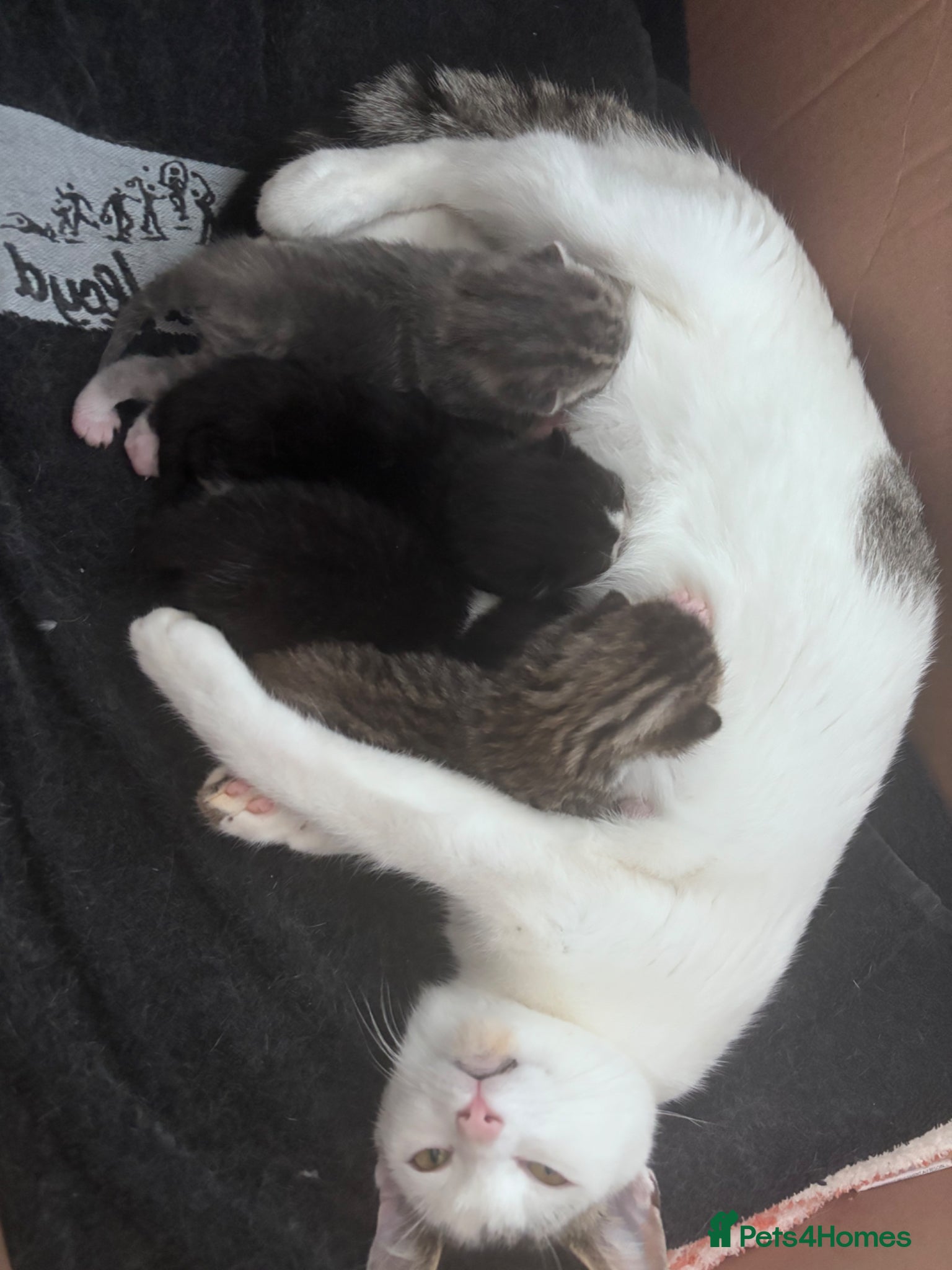 Mixed Breed cats Kittens for sale - Advert 2