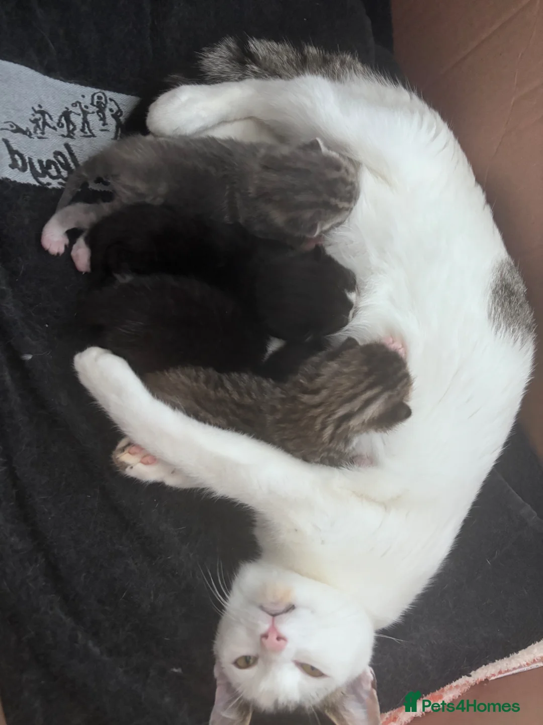 Mixed Breed cats for sale: Kittens for sale - Advert 1