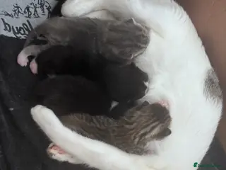 Mixed Breed cats Kittens for sale - Advert 1