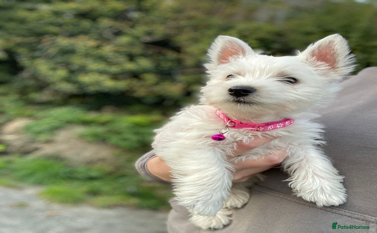 West Highland Terrier dogs - Advert 3
