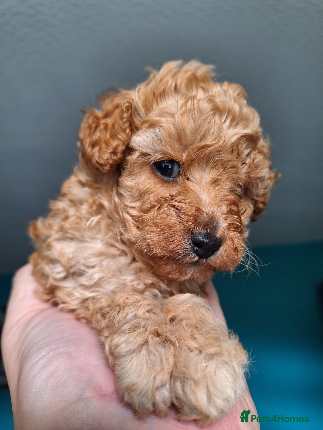 Toy Poodle dogs for sale: Tiny toy poodle female apricot - Image 11