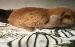 Mini Lion Lop rabbits for sale: Mini lion lop babies  - Image 4