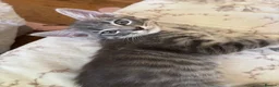 Mixed Breed cats for sale: One beautiful boy left 🩶 - Advert 5