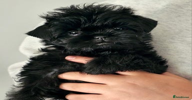 Affenpinscher dogs - Advert 6