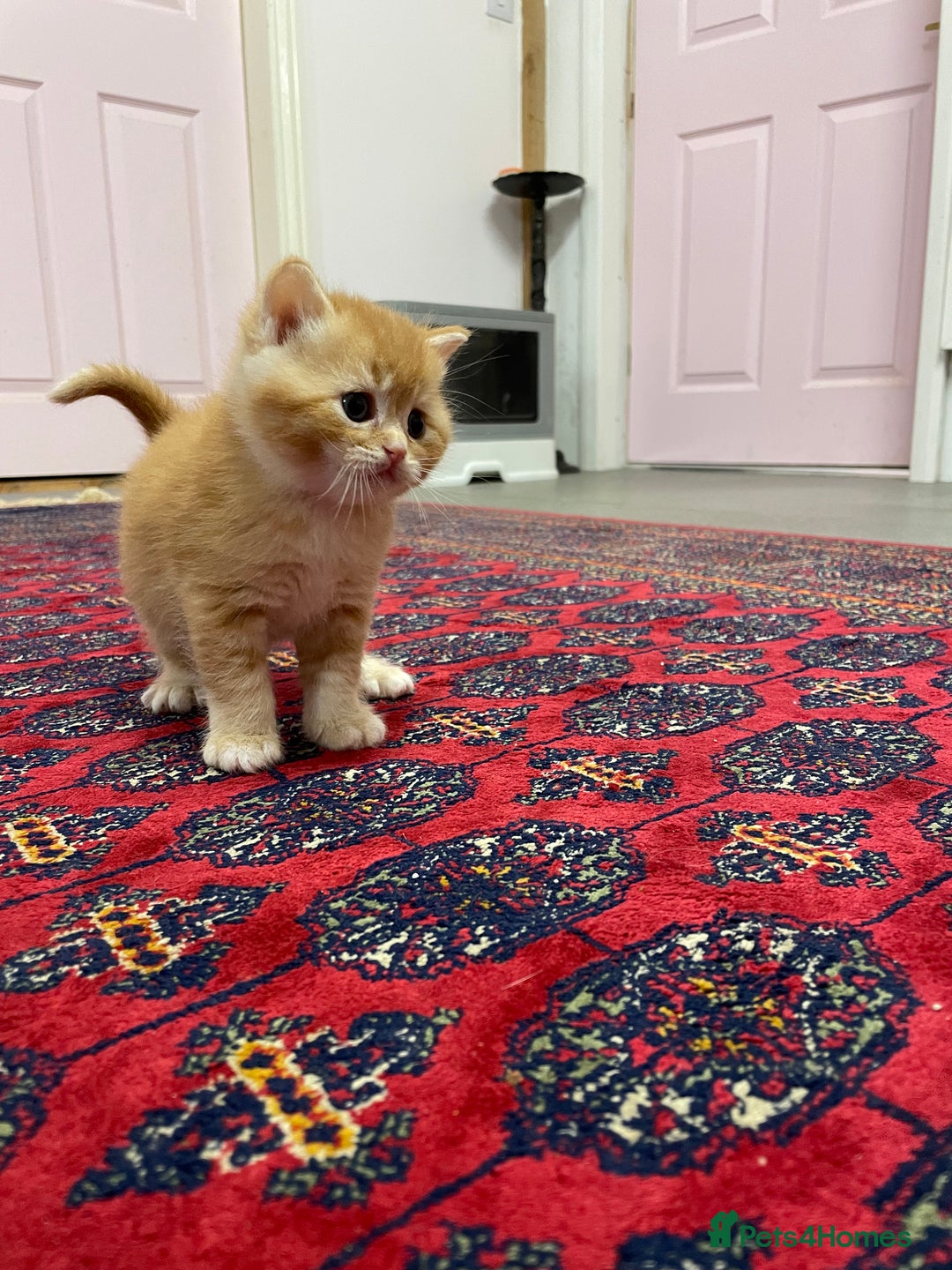 British Shorthair cats for sale: Adorable golden kittens - Advert 7