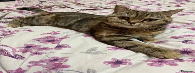 Mila