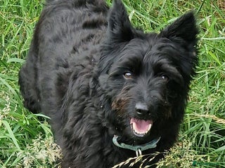 Mixed Breed dogs in Salisbury - Advert 11