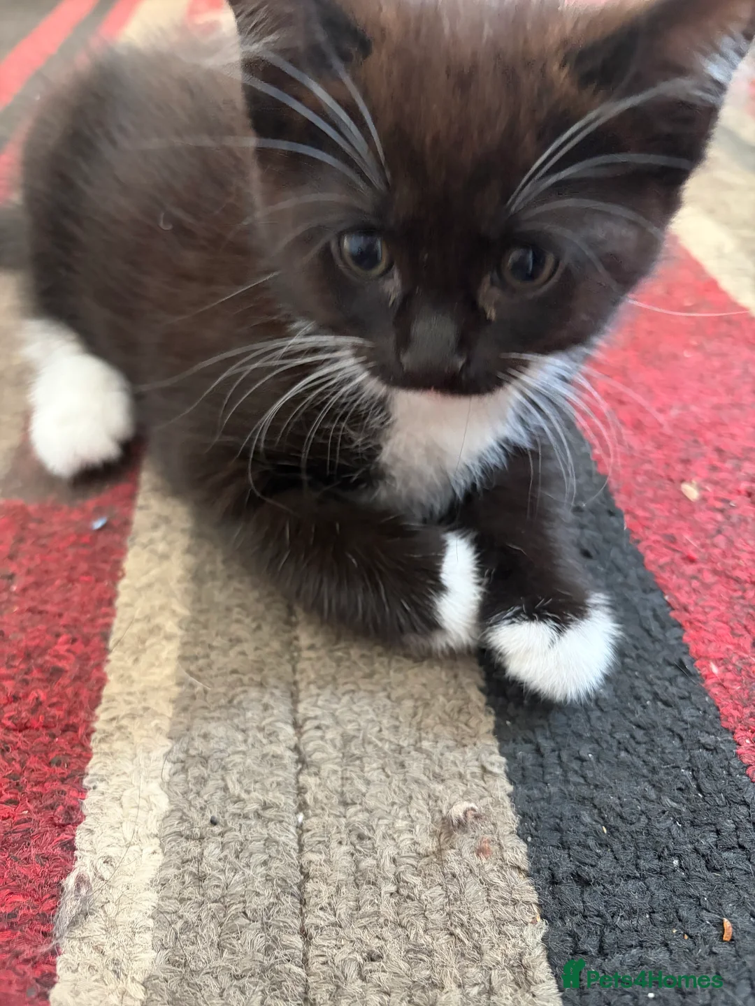 Mixed Breed cats for sale: Black and white kittens for sale  - Advert 2