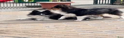 Shetland Sheepdog dogs for sale: Beautiful black bi girl  - Advert 4