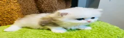 Munchkin cats for sale: Show-Quality Minuet Kittens – Rare in the UK - Advert 17