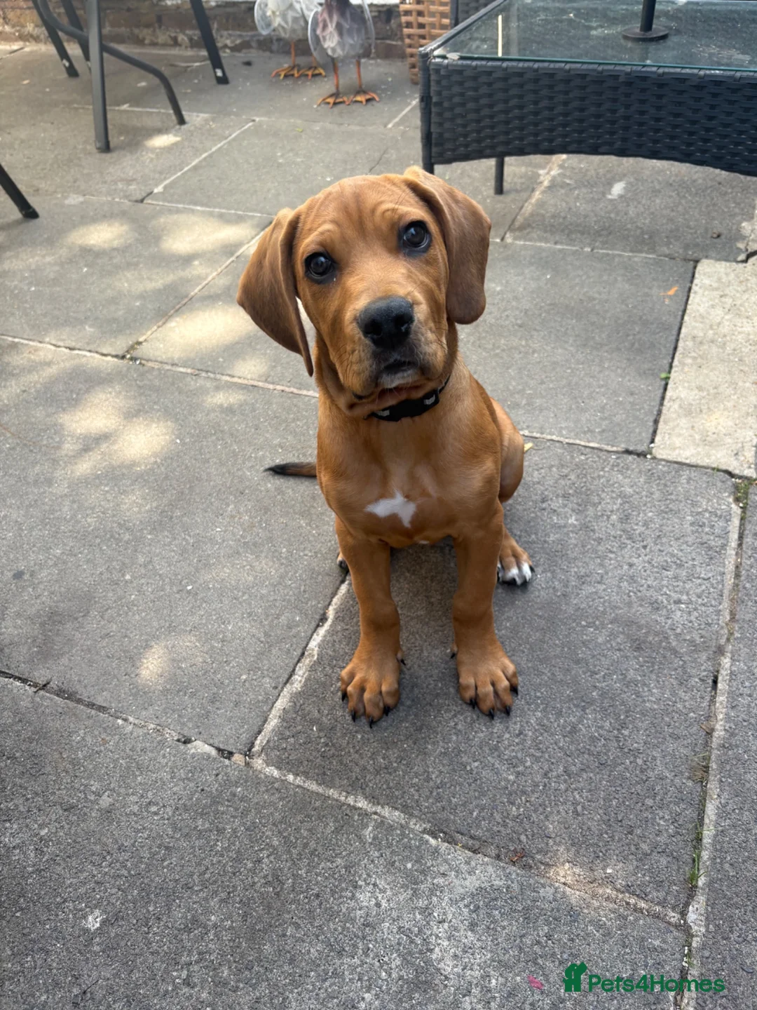Mixed Breed dogs for sale: Lenny 14 week old cane corso x staffy pup - Advert 2