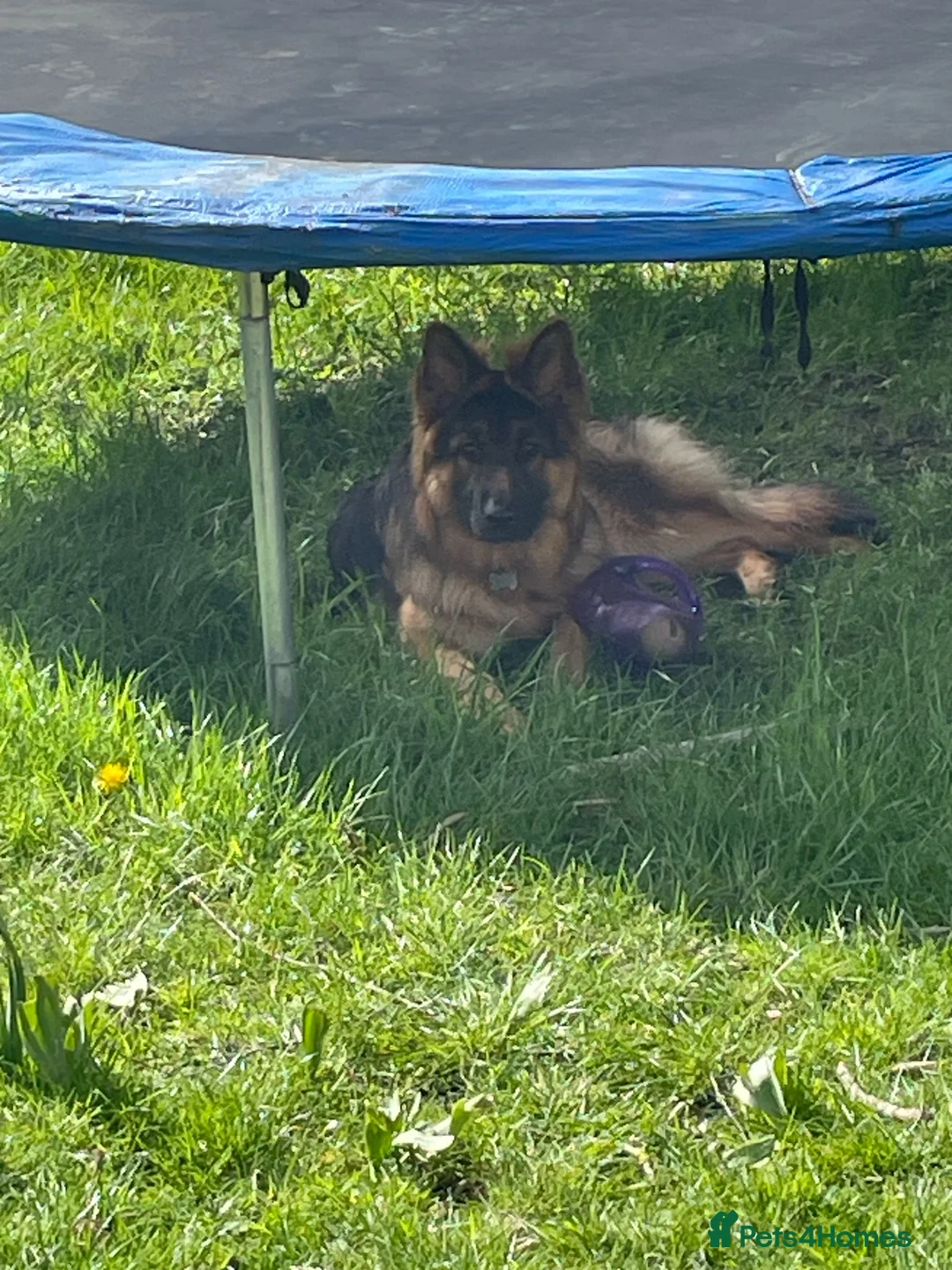 German Shepherd dogs for stud: German Shepherd to Stud, Great Temperament in Bradford - Advert 2