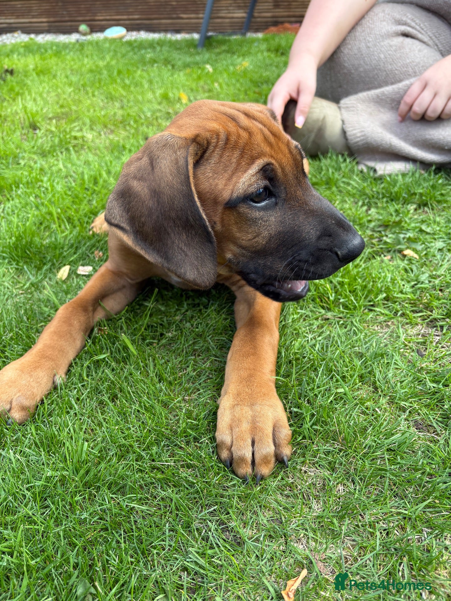 Rhodesian Ridgeback dogs Rhodesian Ridgeback puppies, health tested kc reg - Advert 2