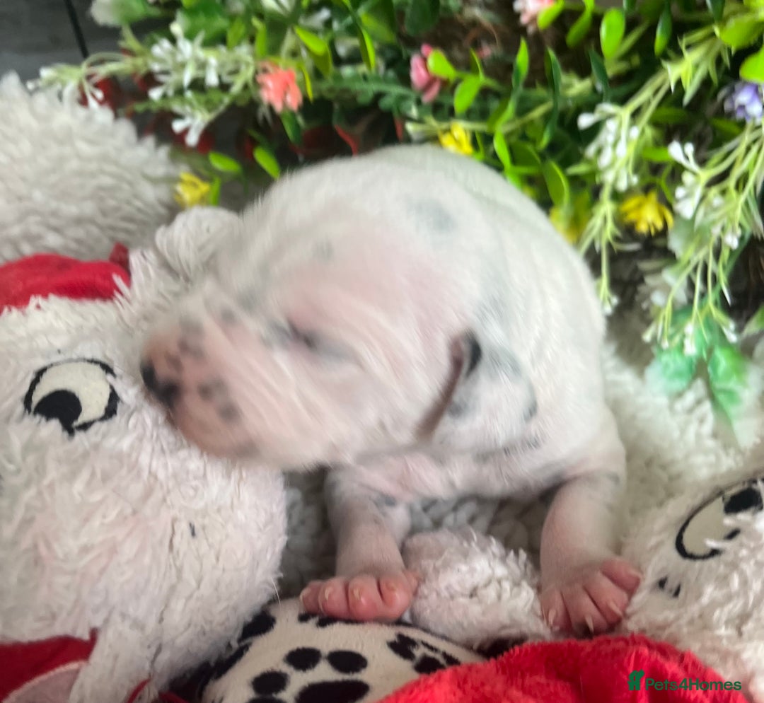 Dalmatian dogs for sale: Quality puppies home reared mother champion  - Image 3