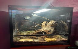Gecko reptiles for sale: Gecko and full bio active set up - Image 2