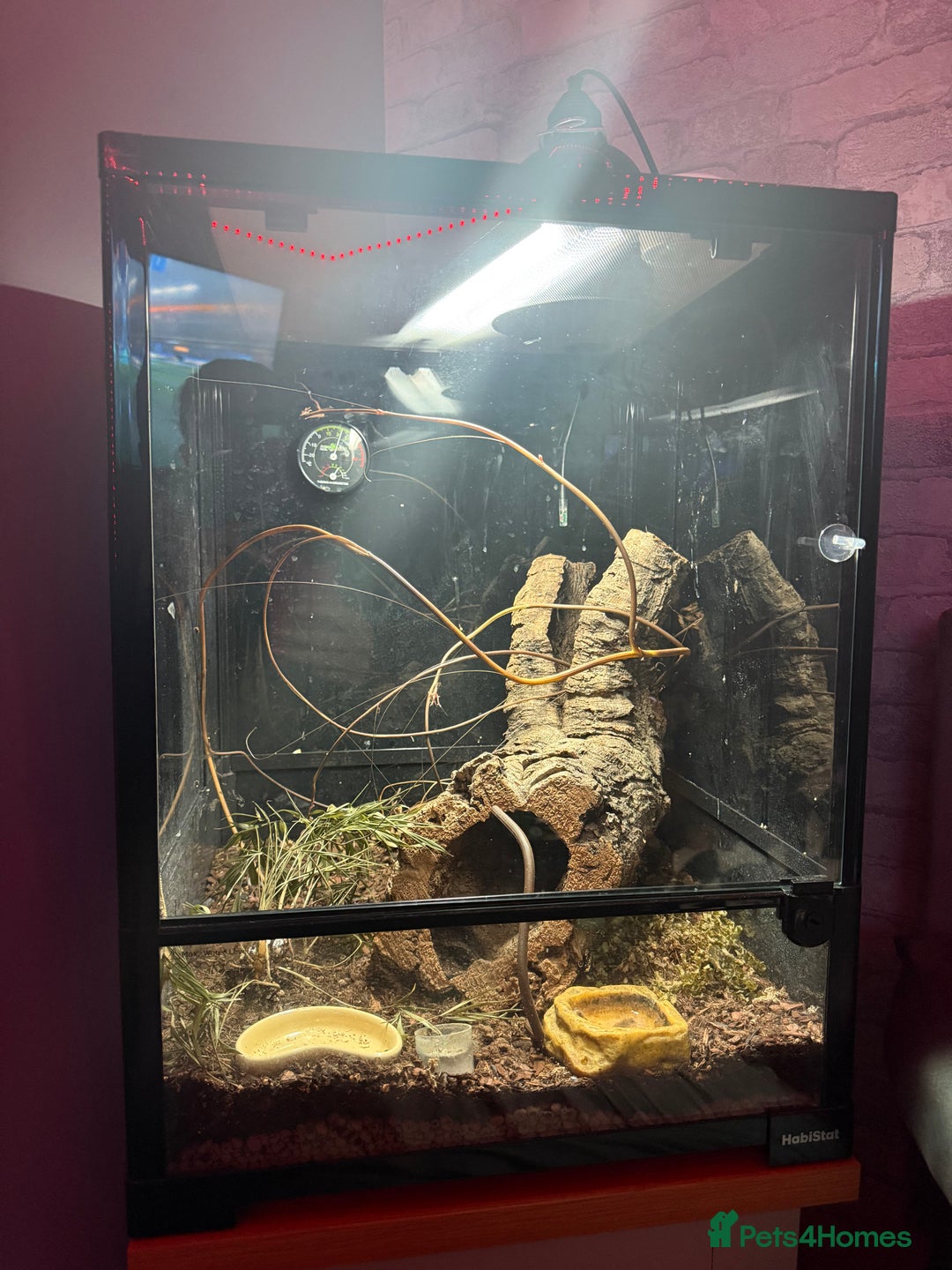 Gecko reptiles for sale: Gecko and full bio active set up - Image 2