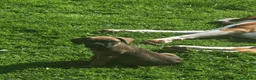 Boxer dogs for sale: Boxer pups only 3 boys left - Advert 9