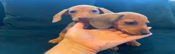 Dachshund dogs for sale: Dachshund puppies  in Llanelli - Advert 11