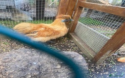 Chickens poultry for sale: Bantam silkie  - Image 4