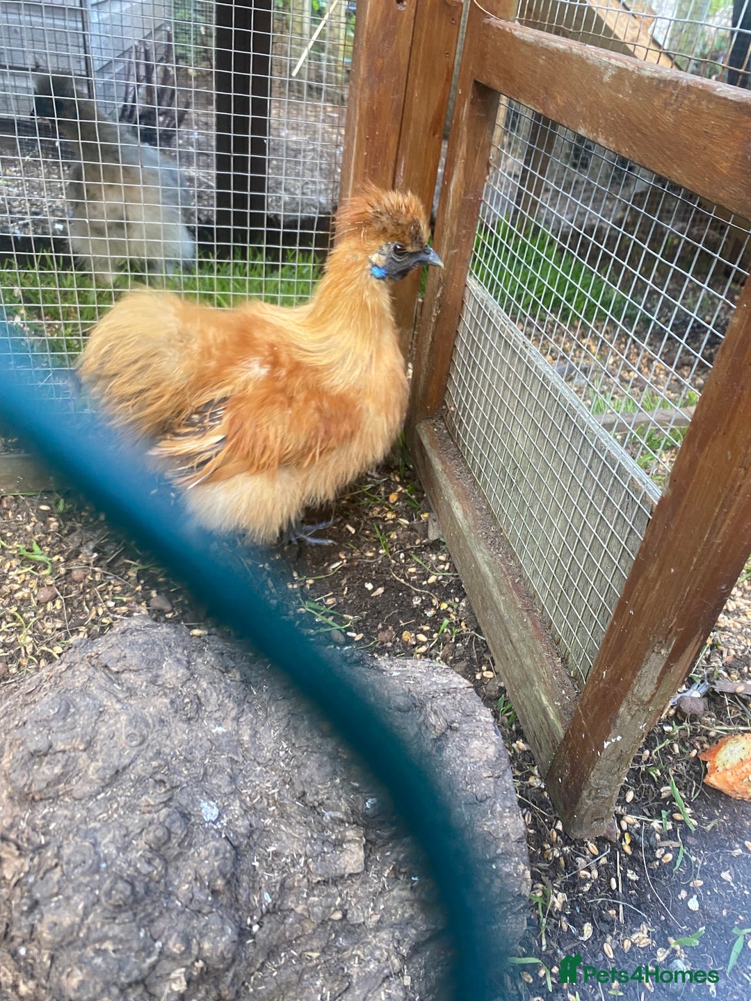 Chickens poultry for sale: Bantam silkie  - Image 4