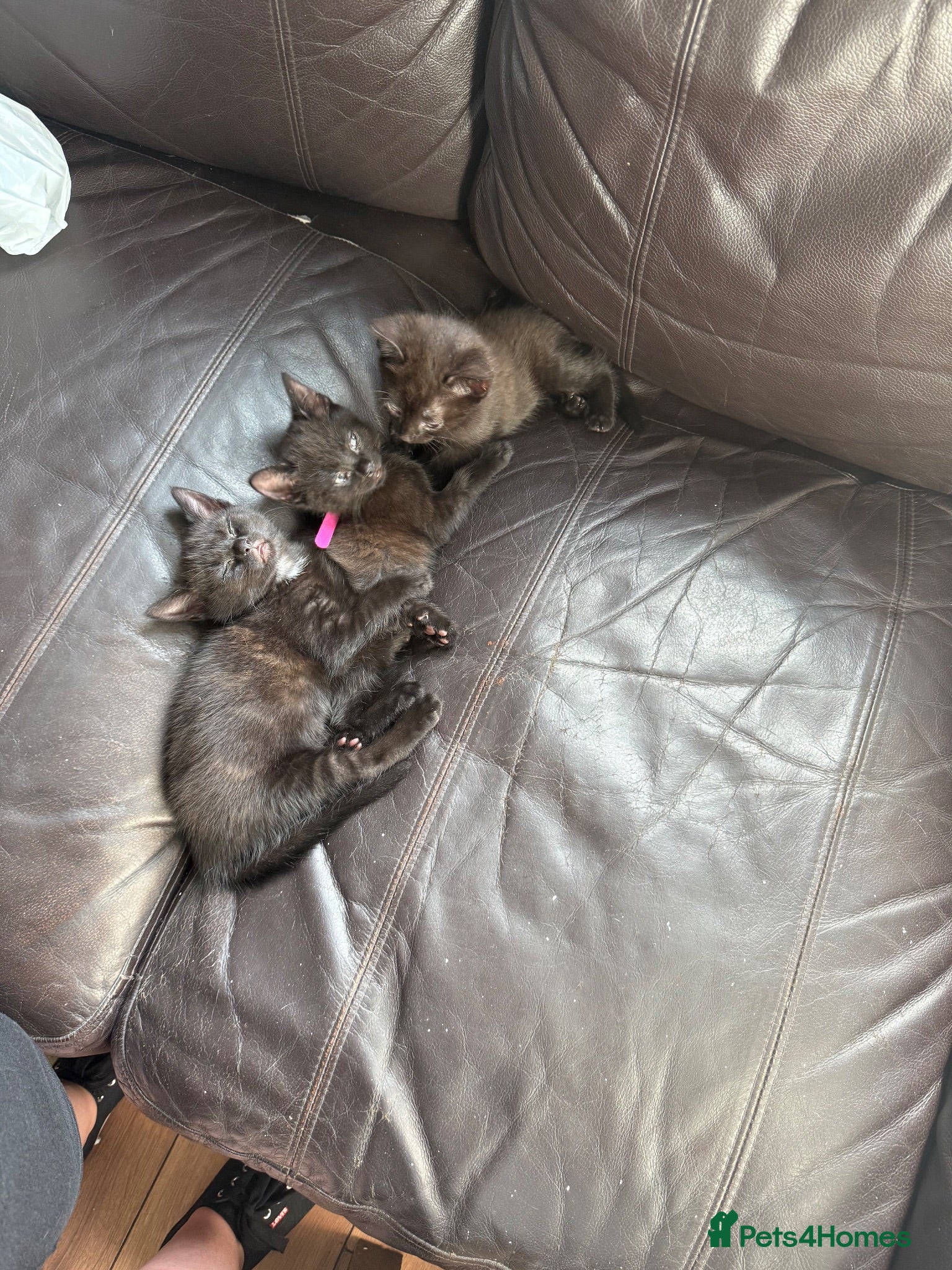 Mixed Breed cats Tuxedo mix kitten - Advert 6