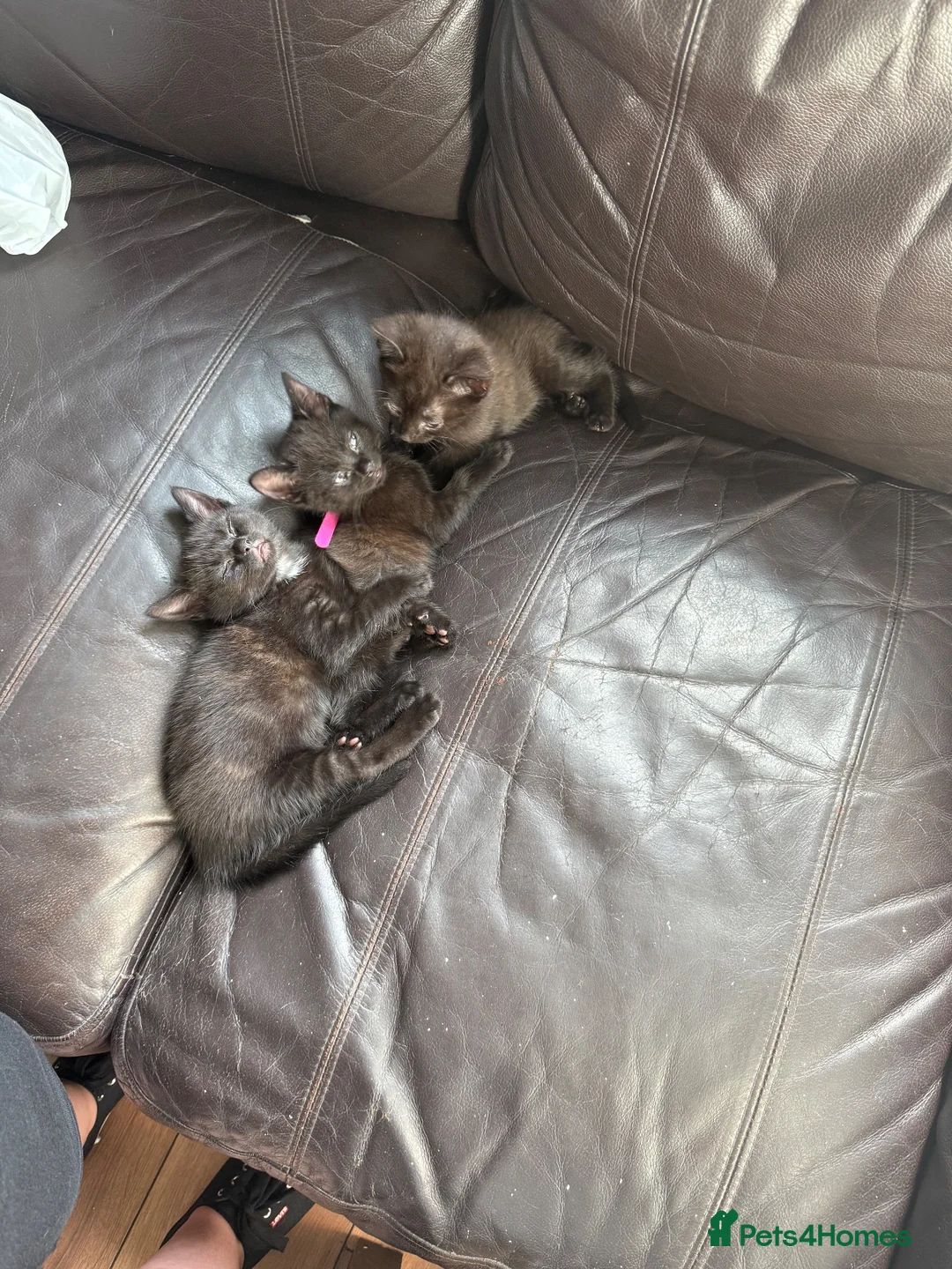 Mixed Breed cats for sale: Tuxedo mix kitten in Birmingham - Advert 1