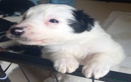 Border Collie dogs for sale: Border Collies for sale - Image 27