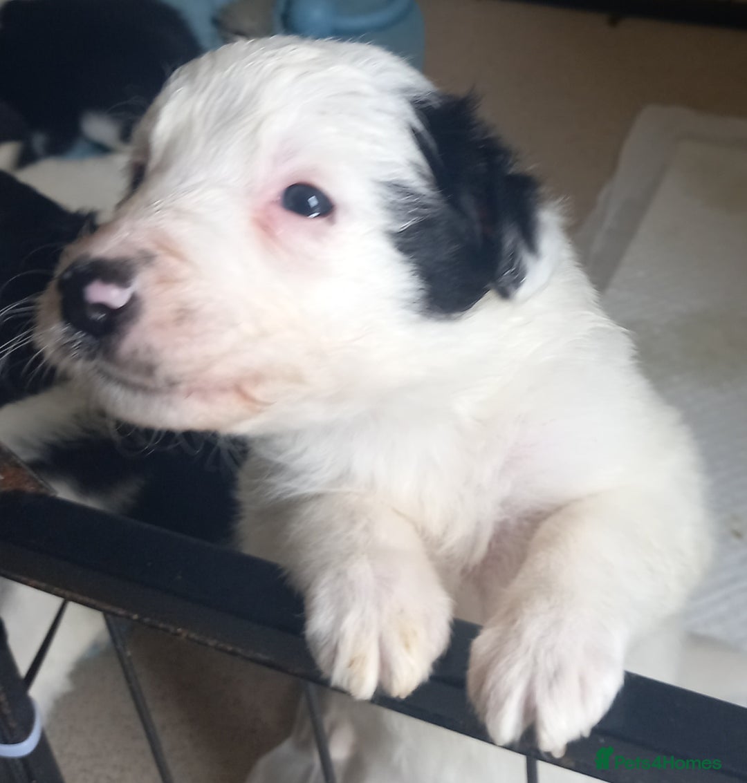 Border Collie dogs for sale: Border Collies for sale - Image 27