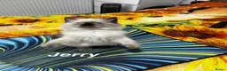 Ragdoll cats for sale: 🥰4 Beautiful Little Boys Looking Loving Homes ❤️✨ - Advert 10
