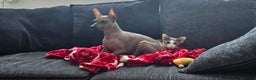Mexican Hairless dogs for sale: The Master miniature xoloitzcuintle RKC registered - Advert 5