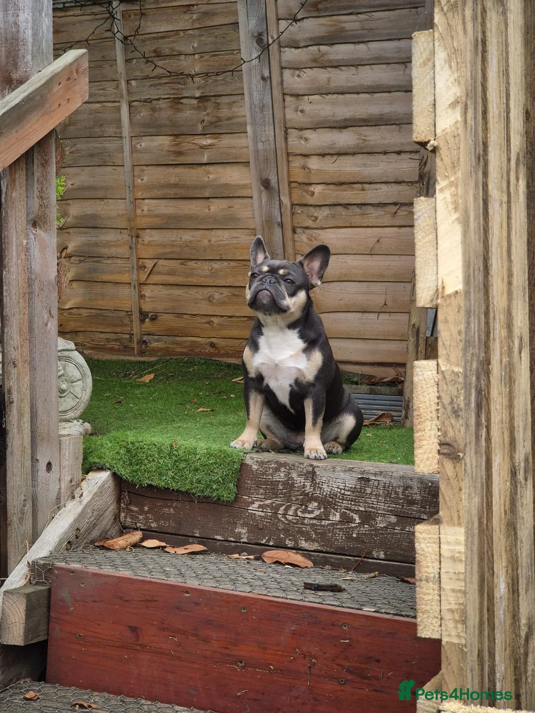 French Bulldog dogs for sale: Two French bulldogs in St. Neots - Advert 8