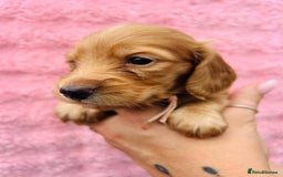 Miniature Dachshund dogs for sale: Ready to leave 🐾 beautiful long hair miniatures  - Image 12