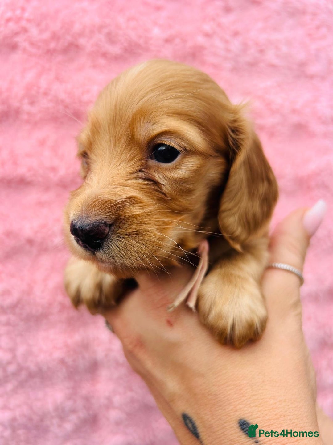 Miniature Dachshund dogs for sale: Ready to leave 🐾 beautiful long hair miniatures  - Image 12