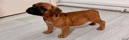 Mixed Breed dogs for sale: French Bulldog x Standard Bully Pups - Advert 3