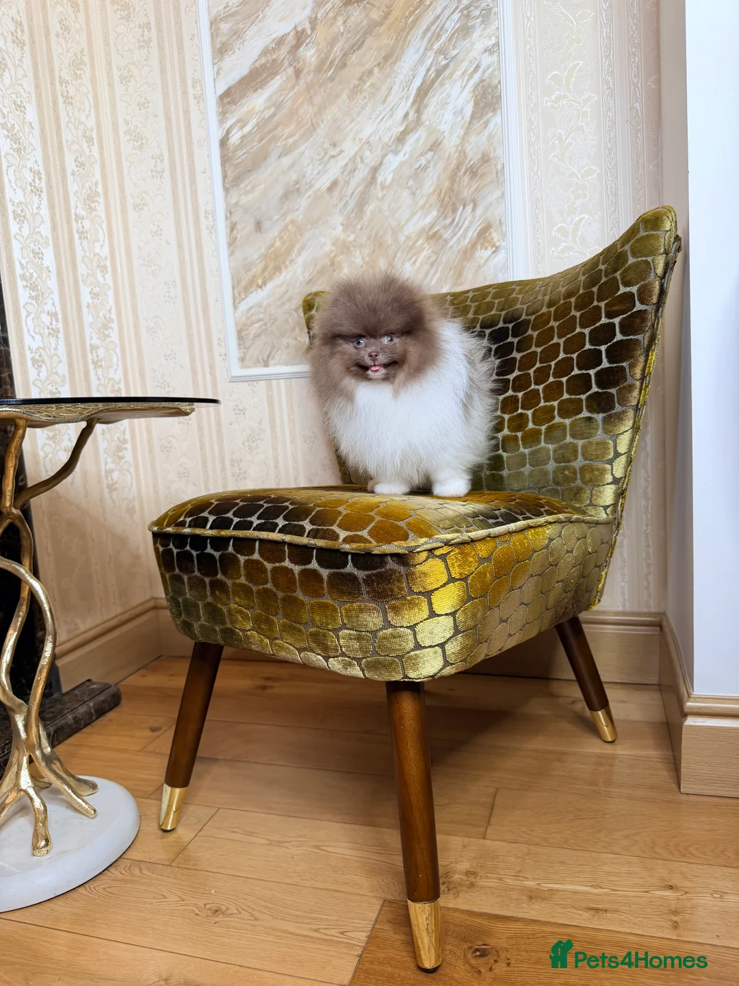 Pomeranian dogs for sale: Exclusive Lilac Party color Pomeranian Boy - Advert 21