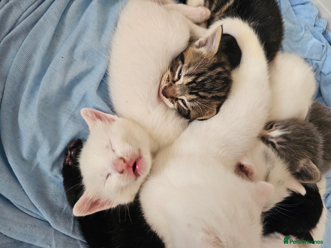 Mixed Breed cats for sale: Kittens Available to Reserve - Image 24