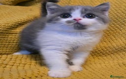 British Shorthair cats for sale: READY NOW GCCF reg BSH kittens - Image 26