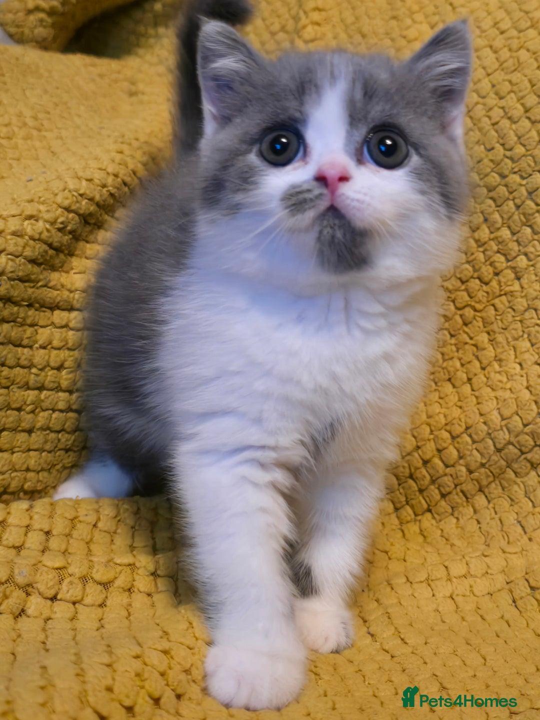 British Shorthair cats for sale: READY NOW GCCF reg BSH kittens - Image 26