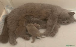 British Shorthair cats for sale: GCCF Registered British Shorthair Girl - Image 11