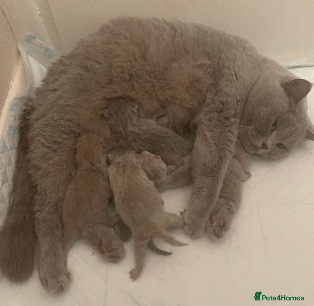 British Shorthair cats for sale: GCCF Registered British Shorthair Girl - Image 11