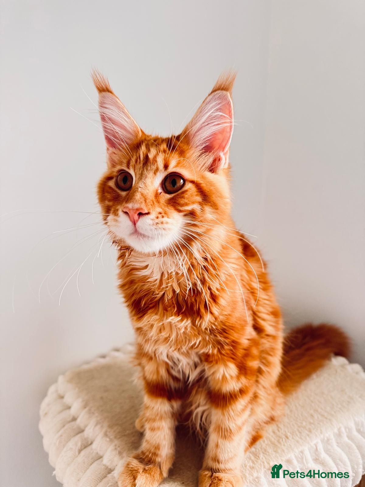 Maine Coon cats Main Coon 🐈 kittens already now  - Advert 2
