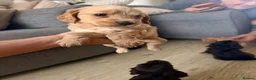 Cockapoo dogs for sale: Beautiful litter of F1B Cockerpoo Puppies - Advert 3