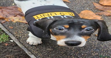 Dachshund dogs - Advert 3
