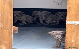 Great Dane dogs for sale: Great Dane puppies looking for forever homes  - Image 17