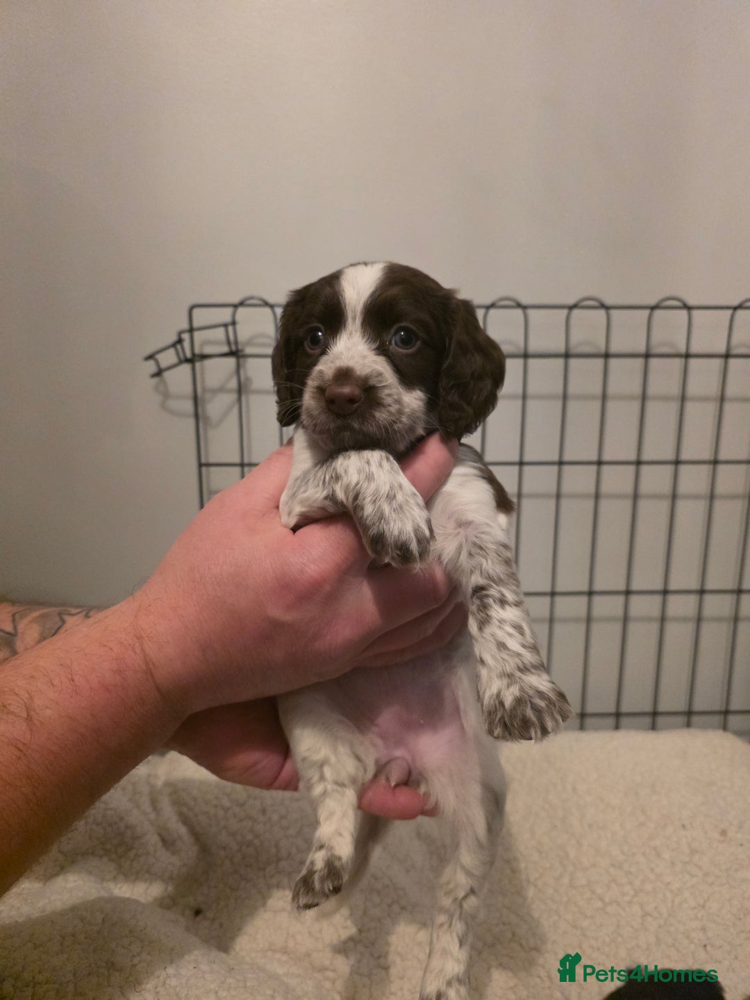 Cocker Spaniel dogs for sale: 6 cocker spaniel puppies  - Advert 16