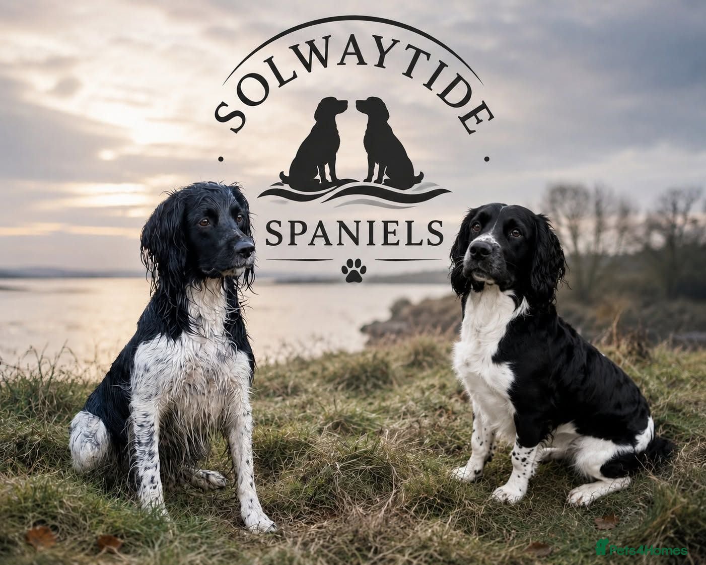 English Springer Spaniel dogs KC Registered - Fully Health Tested Parents   - Advert 1