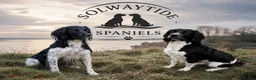 English Springer Spaniel dogs for sale: KC Registered - Fully Health Tested Parents   - Advert 1