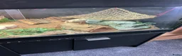 Bearded Dragon reptiles for sale: Bearded dragon (read description fully) - Advert 3